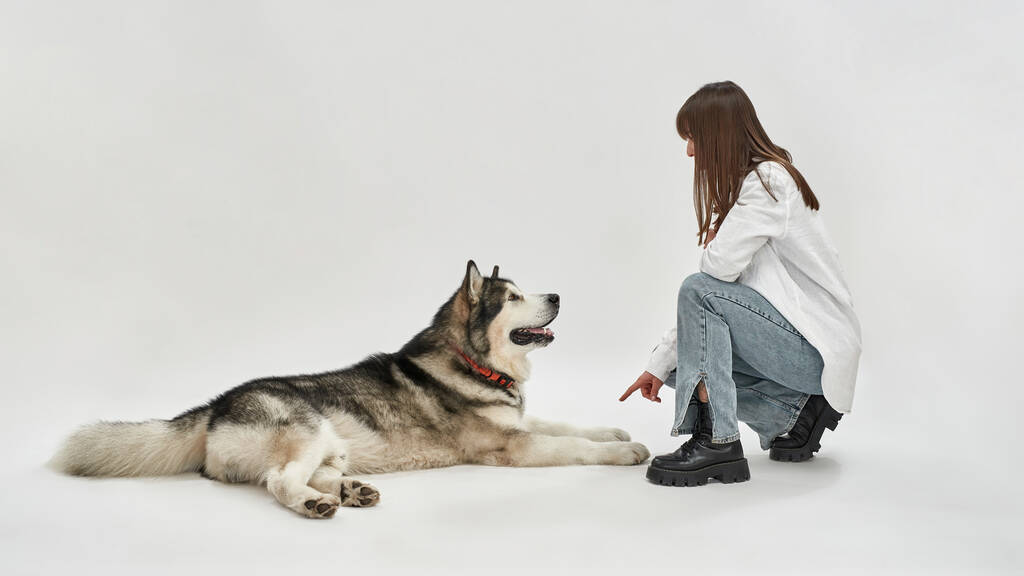 Sibirya Husky köpeğini beyaz stüdyoda eğiten kadın. - Fotoğraf, Görsel