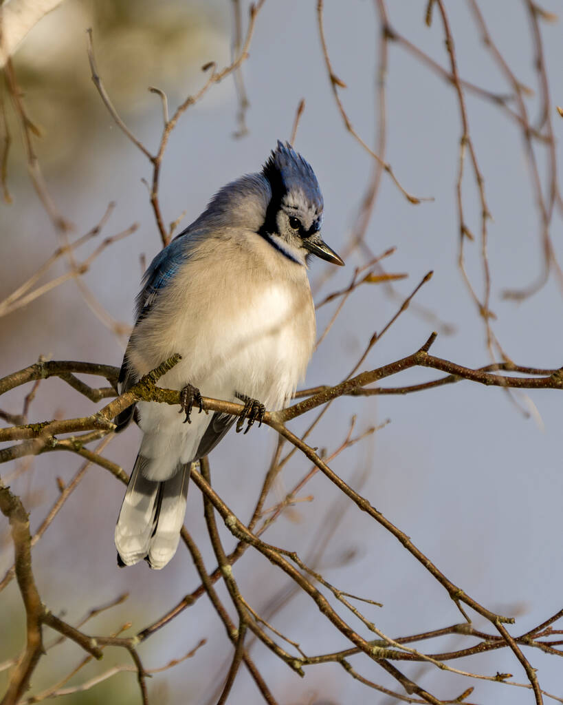 Blue Jay pássaro close-up vista empoleirada na temporada de inverno com borrão céu azul e ramos fundo em seu ambiente e habitat circundante. - Foto, Imagem