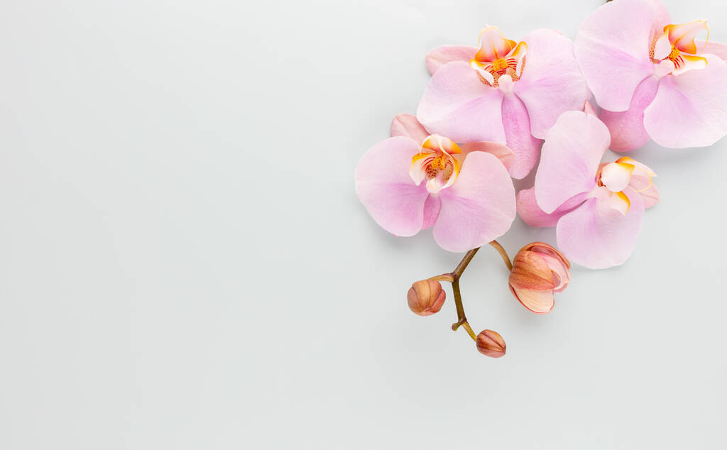 Vaaleanpunainen orkidea teema esineitä pastelli taustalla. - Valokuva, kuva