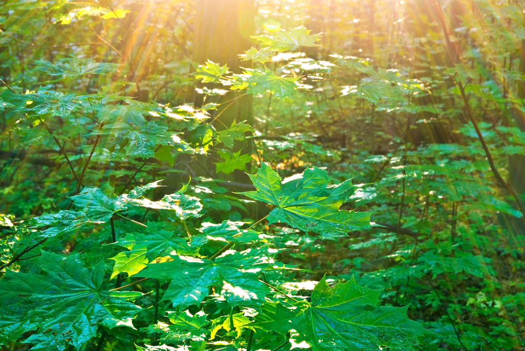 Morning sun rays in summer in the forest. - Photo, Image