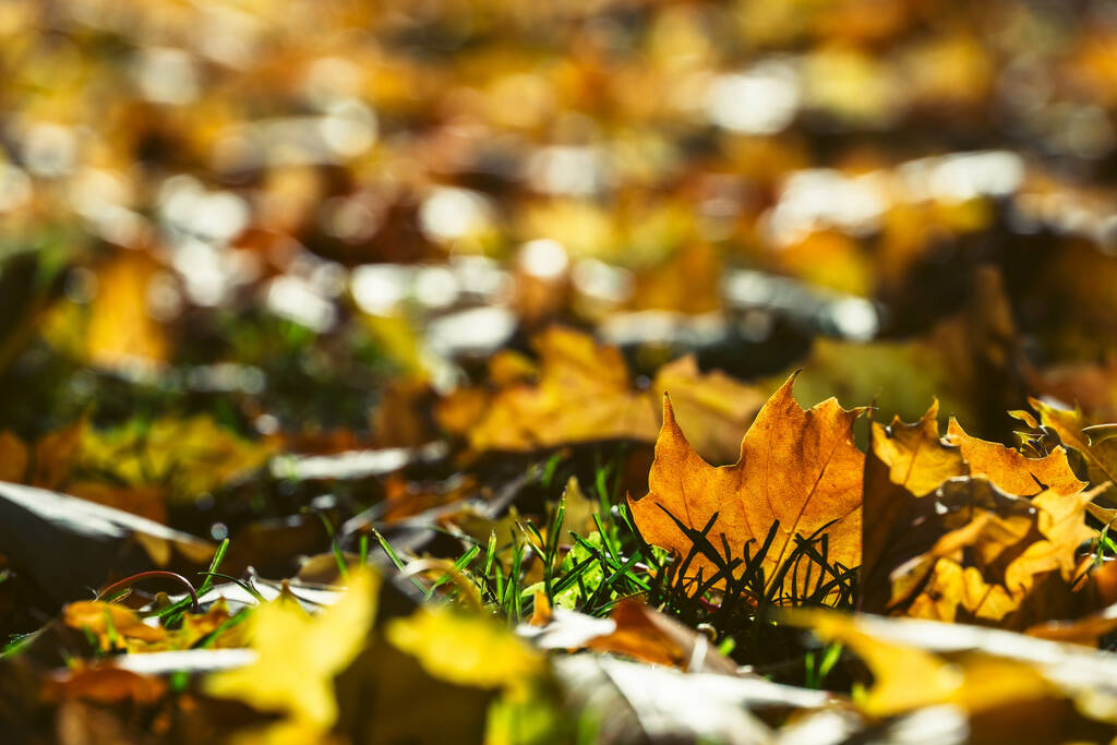 Kuru sarı akçaağaç yapraklarının seçici odak noktası sonbaharda güneşin altında çimenli zemin üzerinde. - Fotoğraf, Görsel