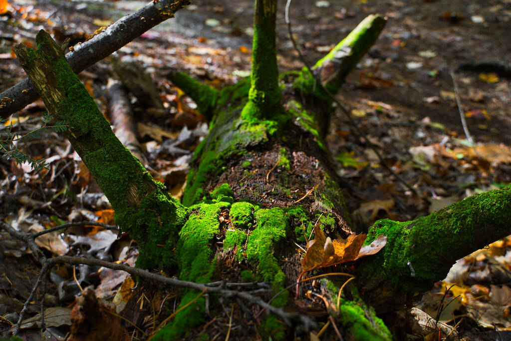 Een close-up shot van een omgevallen boom bedekt met mos - Foto, afbeelding