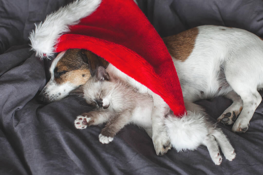 小さな猫と犬がクリスマスのフードの下のベッドで寝ています。グレーの子猫と白い子犬が一緒に新年を祝う - 写真・画像