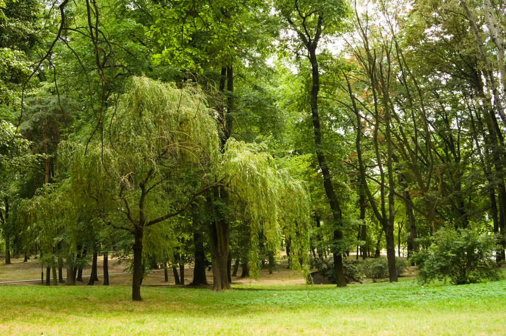 Widok krajobrazu pięknych starych drzew w lesie w słoneczny dzień w lecie - Zdjęcie, obraz