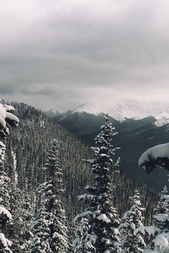 Eine wunderschöne Landschaft aus Bäumen auf den schneebedeckten Hügeln - Foto, Bild
