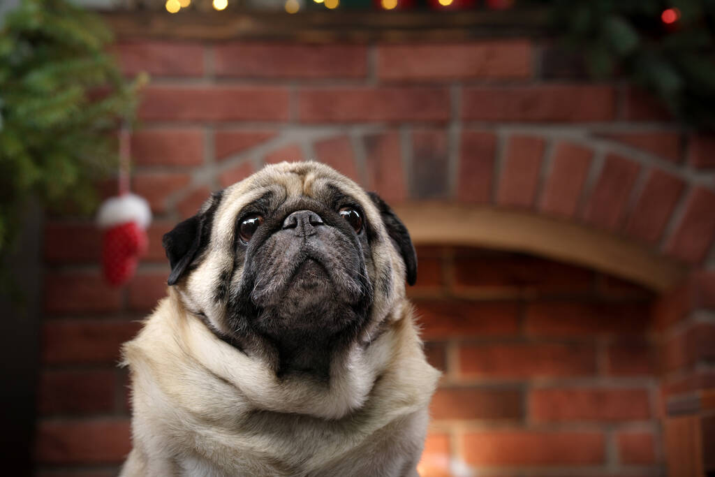 Karácsonyi kutya. Pug a kandalló az újévi belső. Háziállat - Fotó, kép