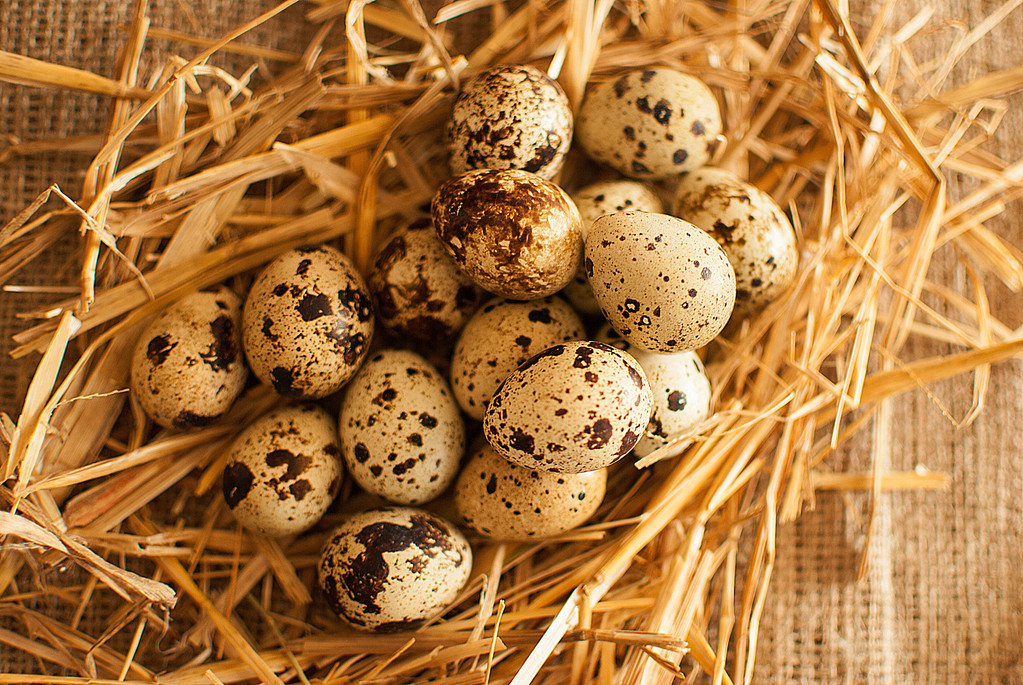Перепелині яйця
 - Фото, зображення