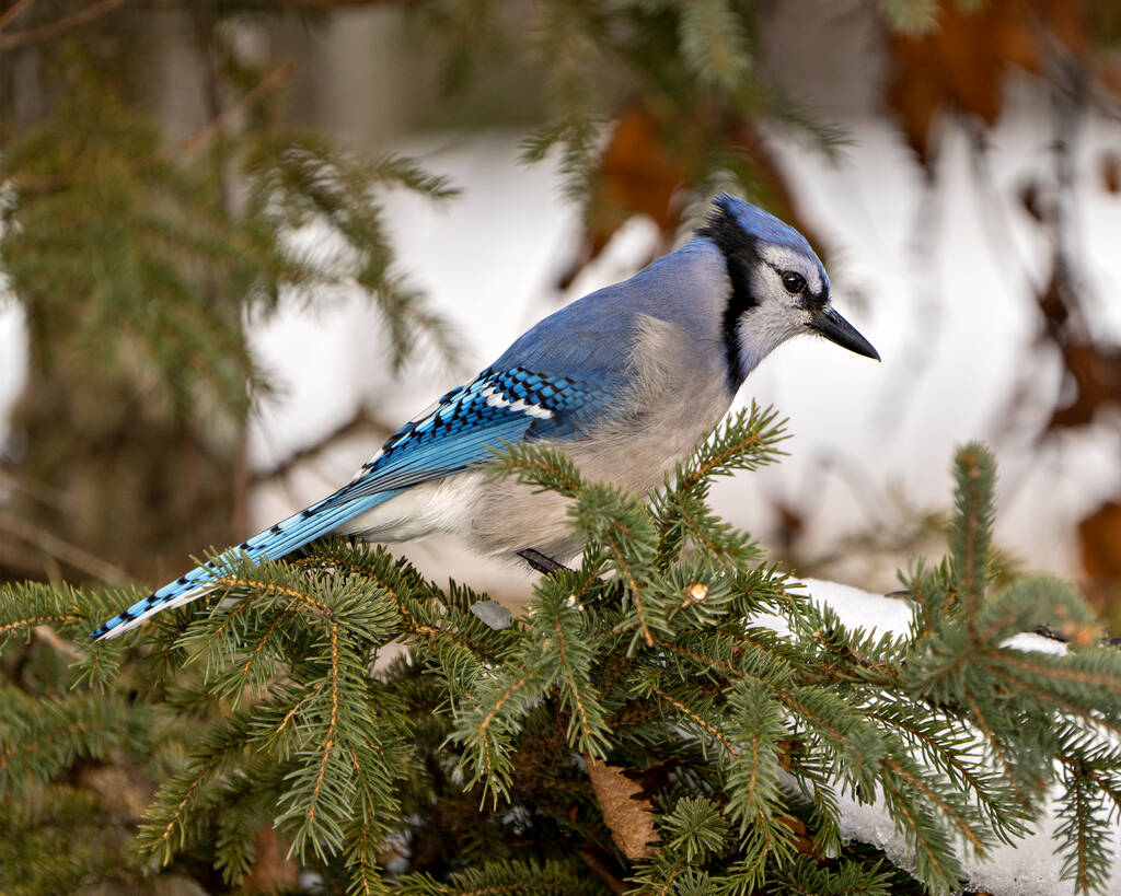 青いジェイ鳥は、その環境と青い羽の羽の急落を示す周囲の生息地にぼやけた背景を持つモミの枝に倒れた. - 写真・画像