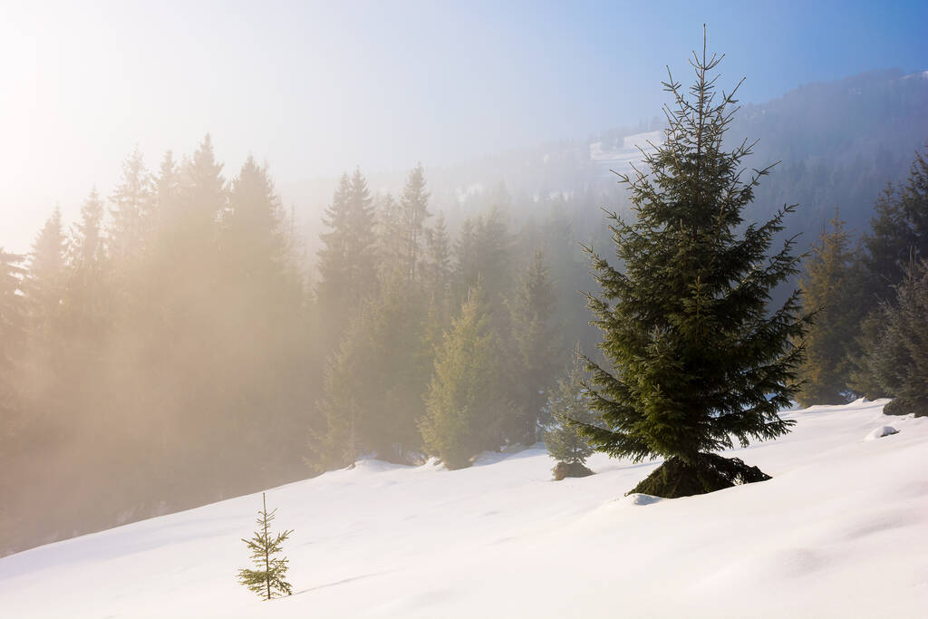 drzewo na pokrytym śniegiem wzgórzu. zimowa scena z mgłą świecącą porannym światłem. las iglasty w oddali - Zdjęcie, obraz