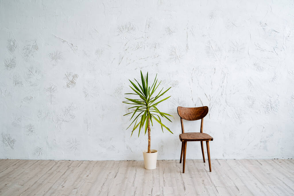 Μια κατσαρόλα με φίκο και μια ξύλινη vintage καρέκλα στη μέση του δωματίου. Μινιμαλιστική τοποθεσία για φωτογραφία. Φωτεινοί τοίχοι, ξύλινο πάτωμα στο δωμάτιο. Υψηλής ποιότητας φωτογραφία - Φωτογραφία, εικόνα