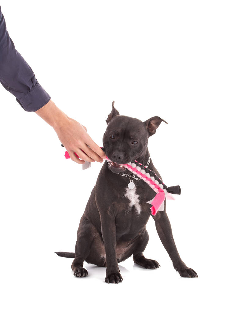 Beyaz arka planda pembe dokunmuş kumaş oyuncağı olan bir teriyer köpeğinin portresi. - Fotoğraf, Görsel