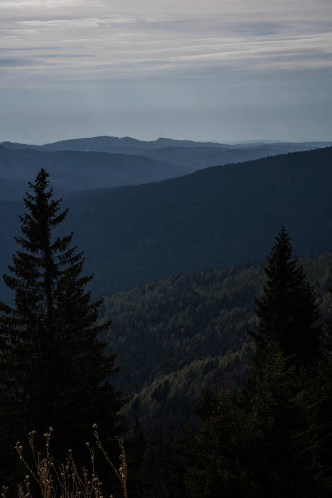 A vertical shot of a forest with dense green trees against a background with hills at sunrise - Photo, Image