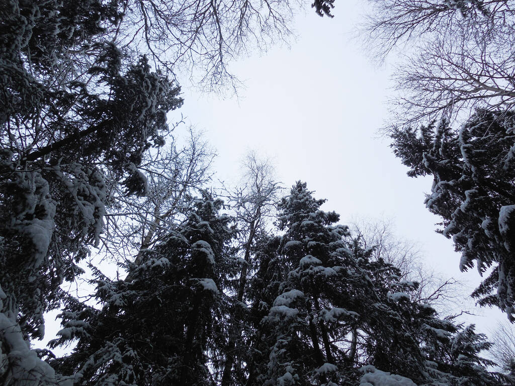 Ο γαλανός ουρανός πλαισιώνεται από τις κορώνες των ψηλών δασικών δέντρων της σημύδας (Betula) και των ελάτων (Picea abies). Χειμερινό δάσος καλυμμένο με χιόνι. - Φωτογραφία, εικόνα