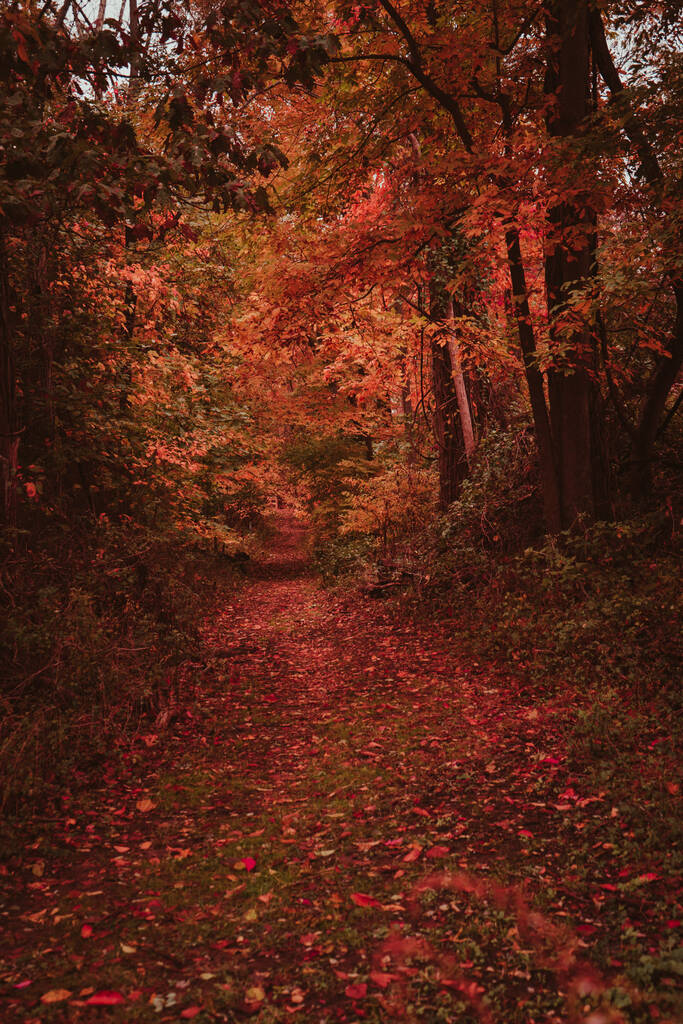 Um tiro vertical de um caminho mágico em uma floresta de outono - Foto, Imagem