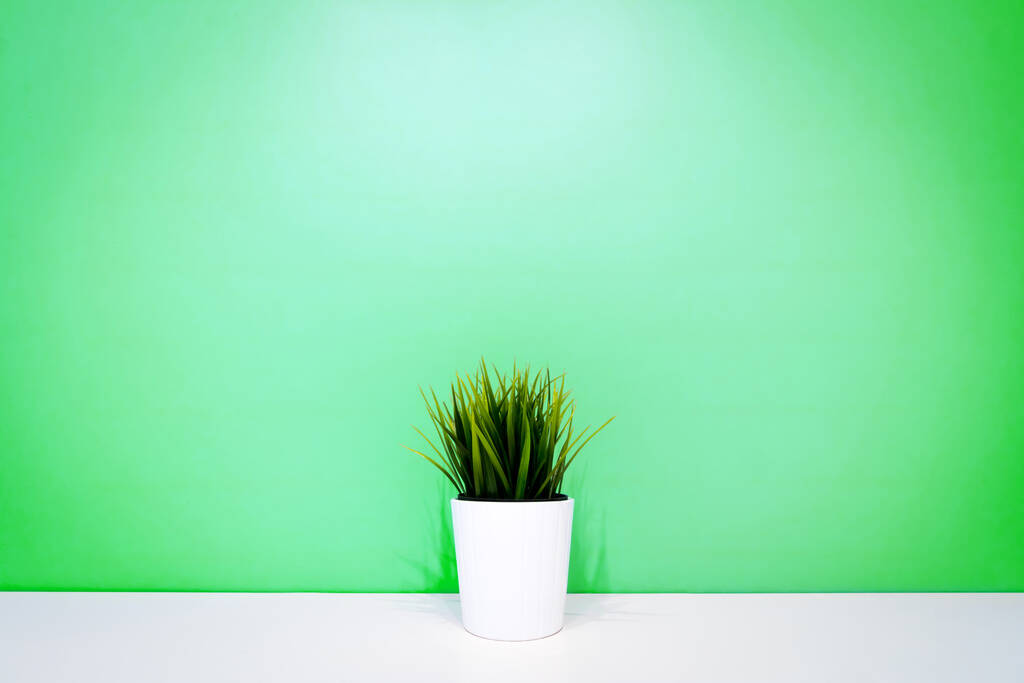 zielona roślina w białym garnku na tle zielonej ściany. copyspace - Zdjęcie, obraz