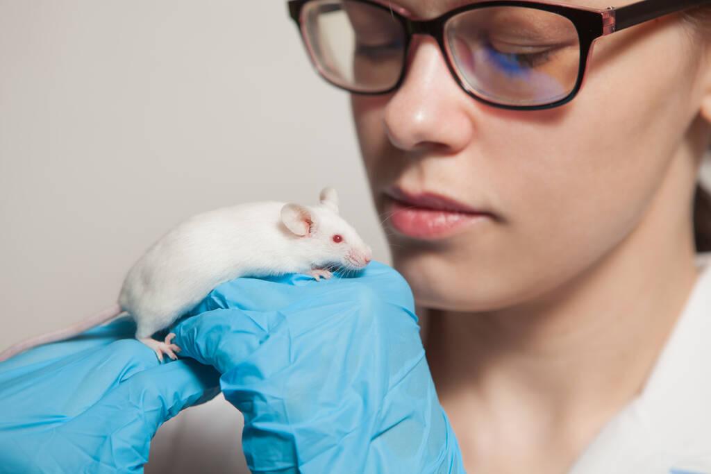 A small white laboratory mouse with red eyes in the hand of a scientist in a blue rubber glove. Woman puts experiments on a laboratory mouse. - Photo, Image