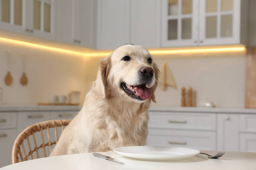 Χαριτωμένο πεινασμένο σκυλί περιμένει για φαγητό στο τραπέζι με άδειο πιάτο στην κουζίνα - Φωτογραφία, εικόνα