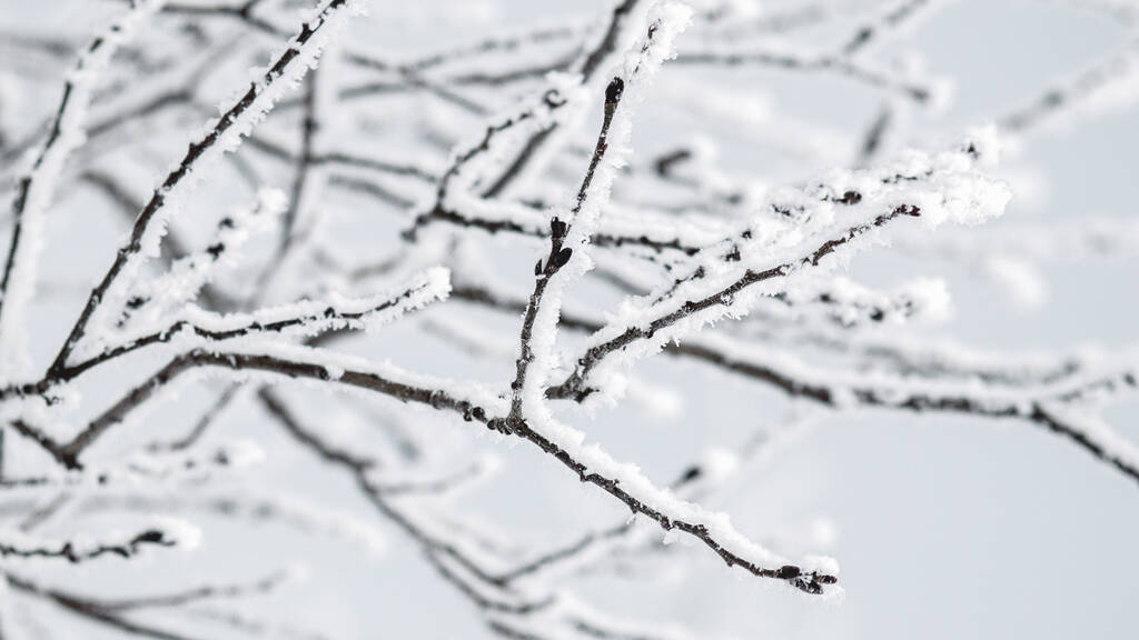 Ветви деревьев в снегу в морозный зимний день, на природе - Фото, изображение
