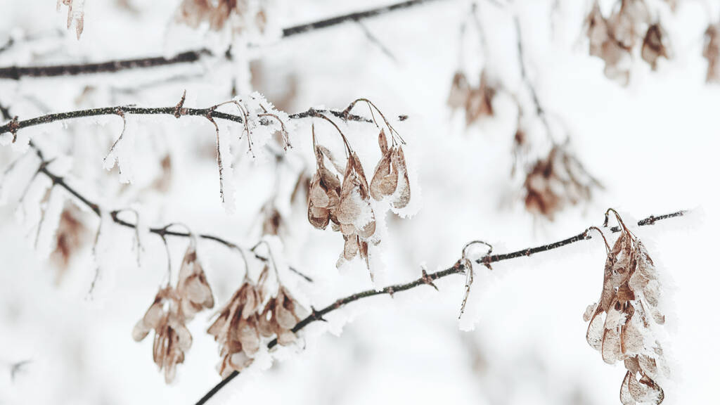 Snow on maple tree branches in winter, nature backgrounds - Photo, Image