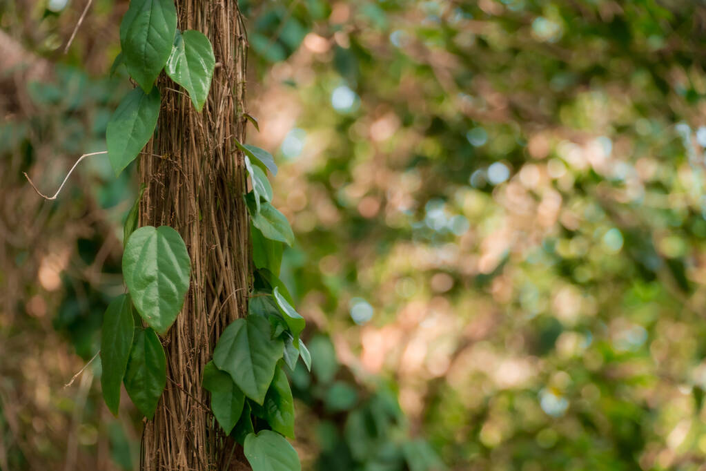 Крупный план маленьких зеленых листьев, висящих на дереве с размытым фоном - Фото, изображение