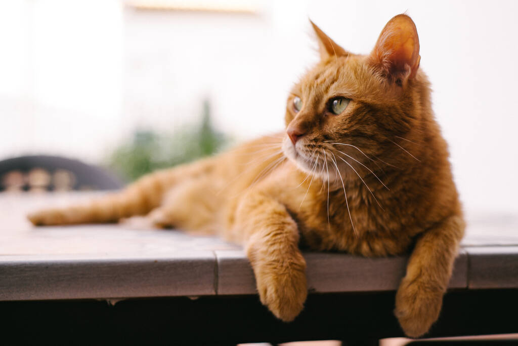 Un chat roux couché sur une table - Photo, image