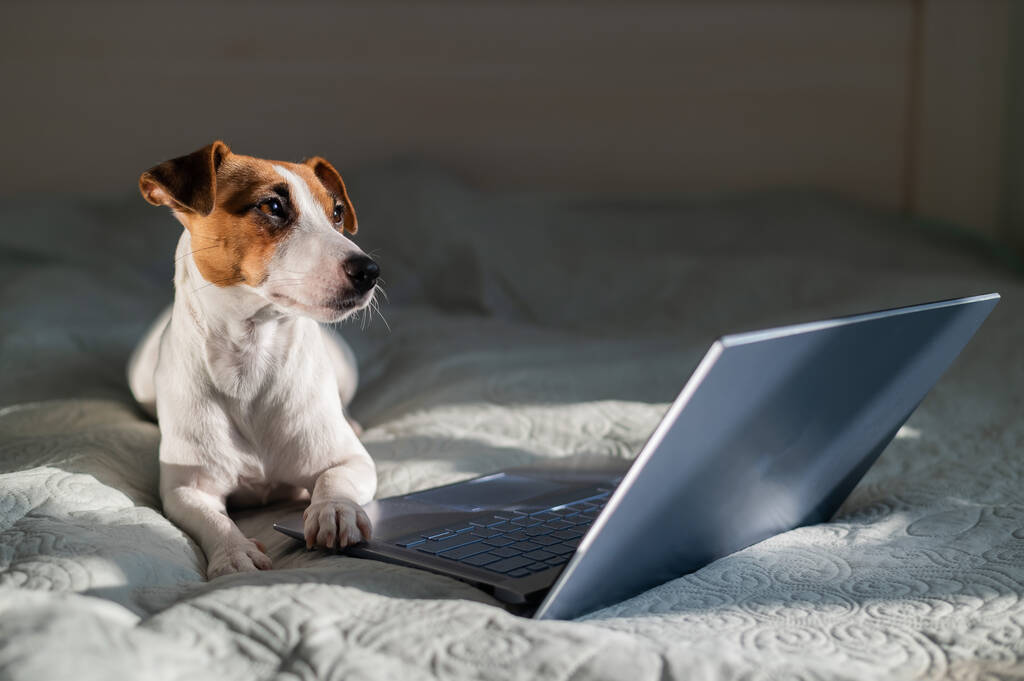 inteligente perro jack russell terrier se encuentra en la cama por el portátil. - Foto, imagen