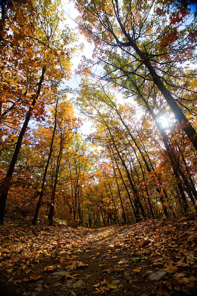 Sentiero forestale in autunno - Foto, immagini