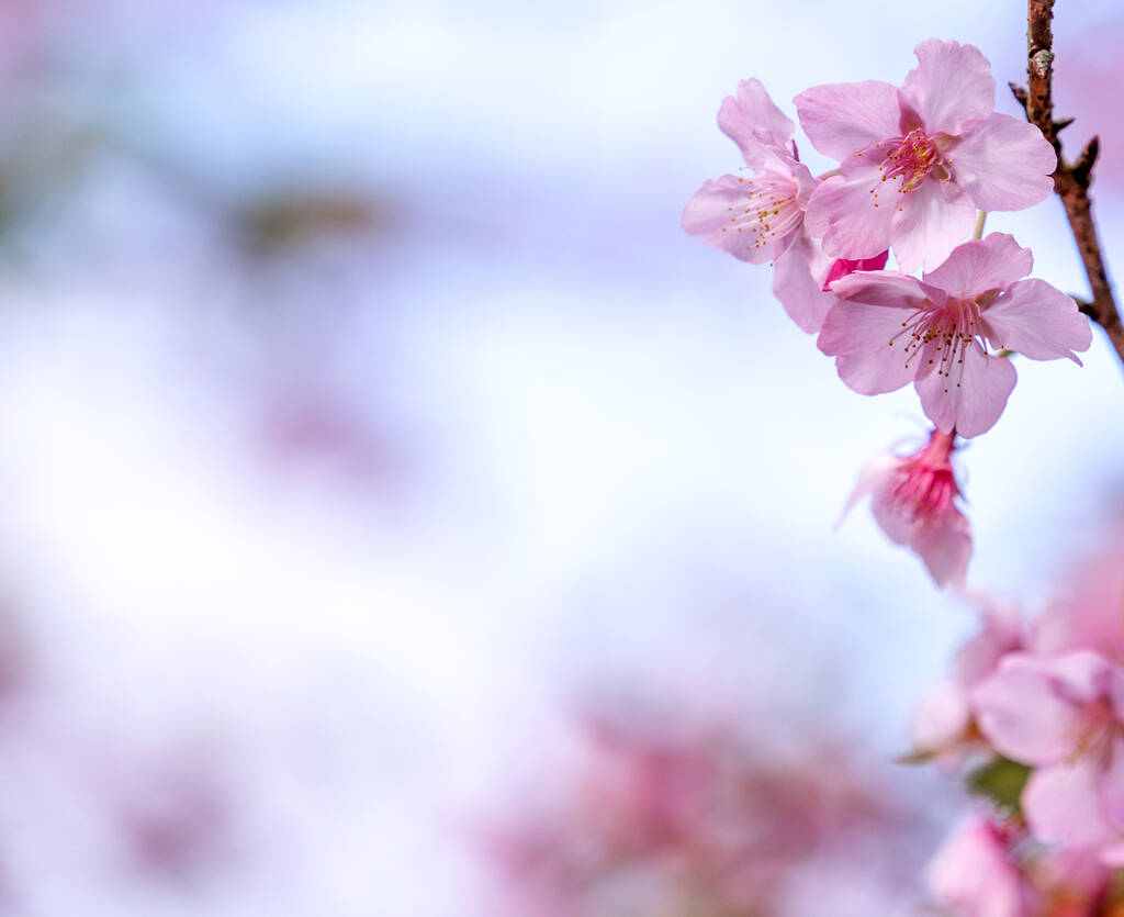 Piękne kwiaty wiśni sakura kwitną wiosną nad błękitnym niebem, przestrzeń kopiowania, zbliżenie. - Zdjęcie, obraz