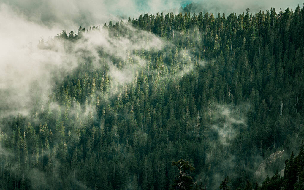 Een schilderachtig uitzicht op de Olympische bergen met dennenbomen op een mistige dag - Foto, afbeelding