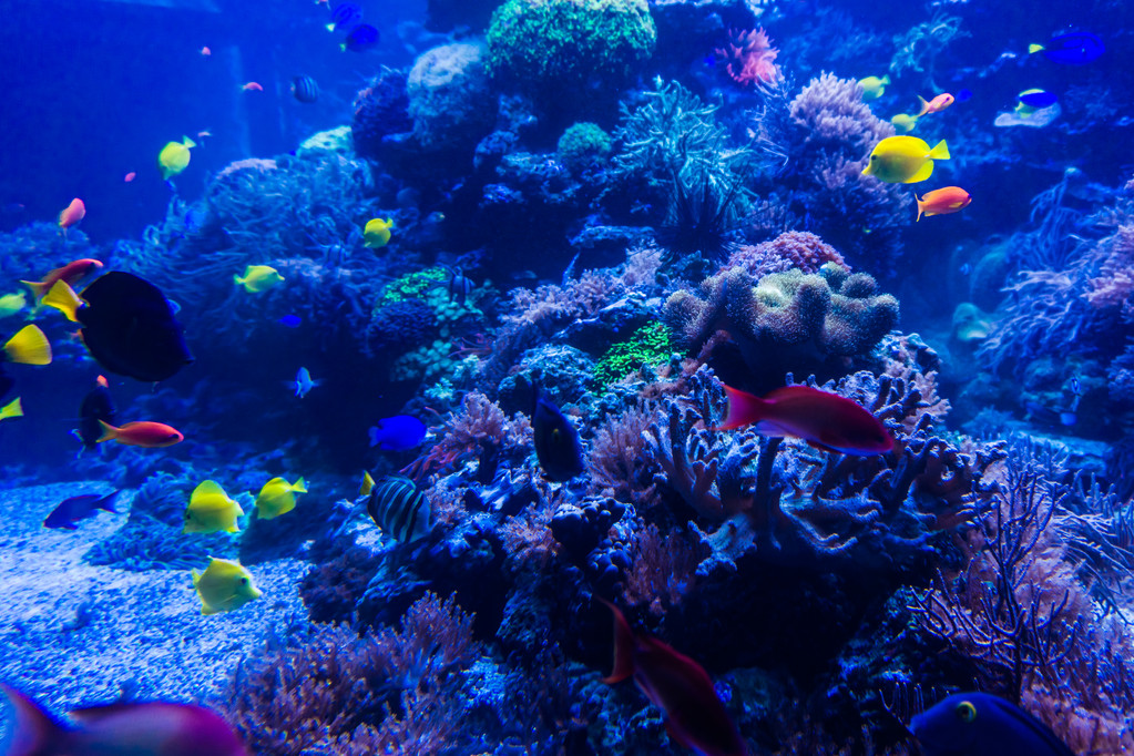 青い珊瑚礁の海の水の水槽で熱帯魚に会います。ウント - 写真・画像
