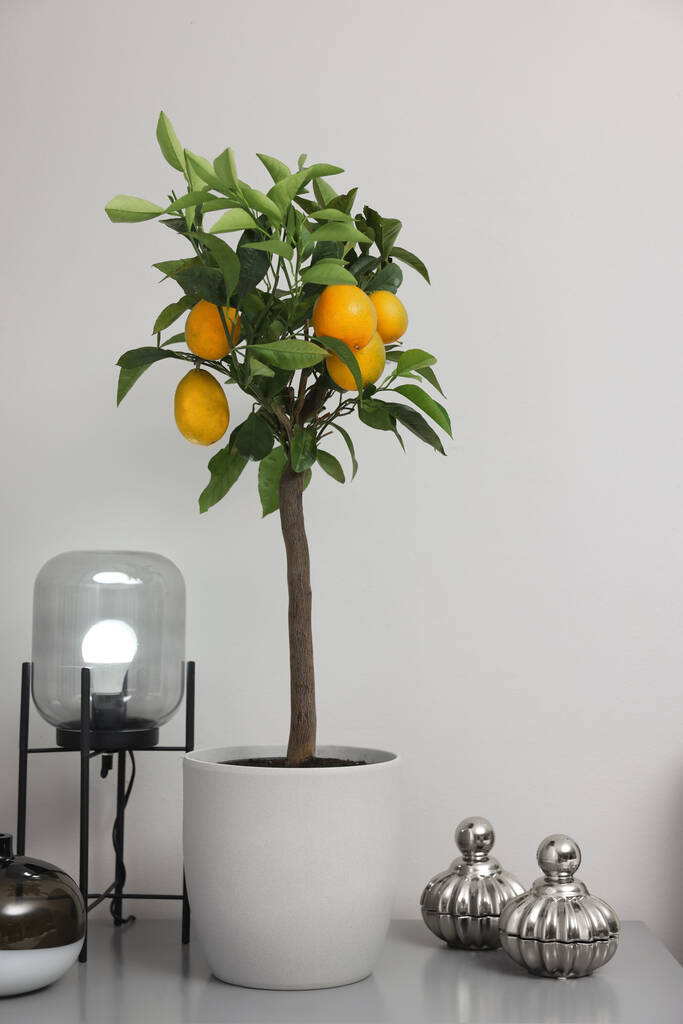 Cserepes citromfa érett gyümölcsökkel a fiókos szekrényen a szobában - Fotó, kép
