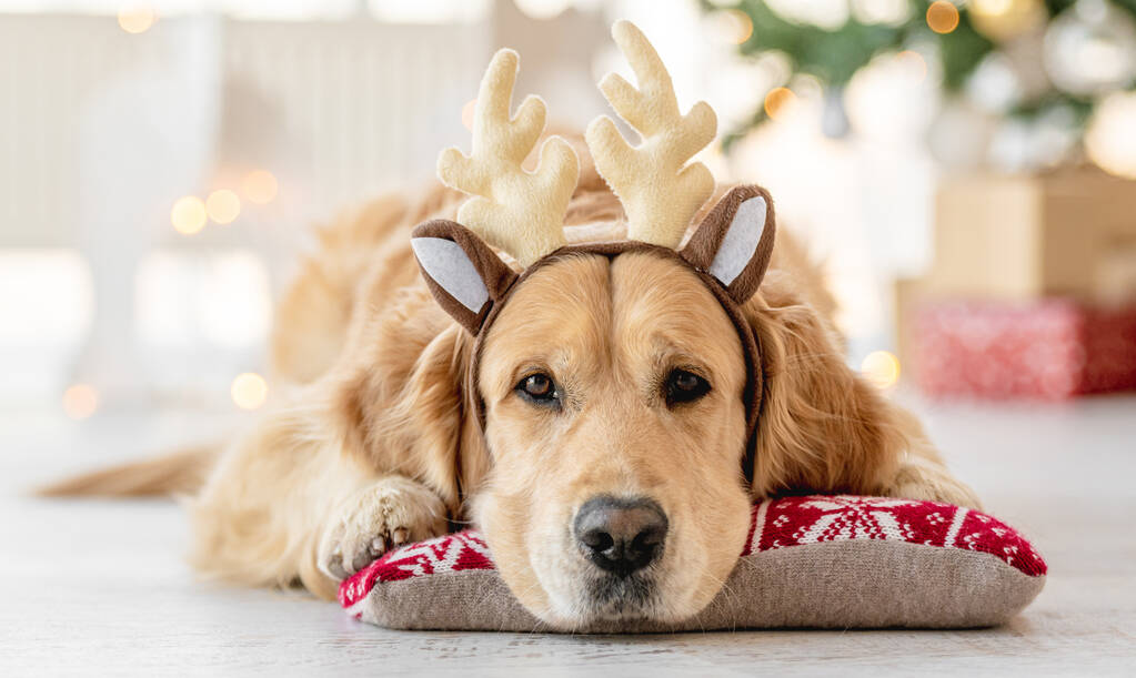 Golden retriever cão na época do Natal - Foto, Imagem