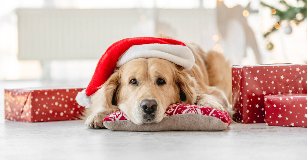 Golden retriever chien au temps de Noël - Photo, image