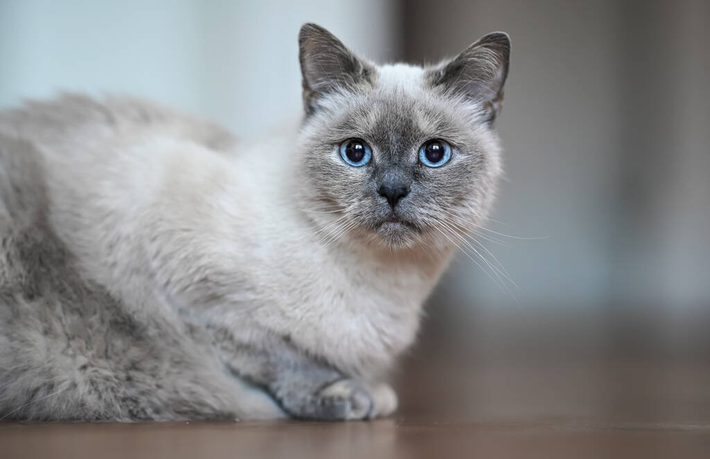 Idősebb szürke macska -val kék szem, feküdt -on fa padló, közelkép sekély mélysége mező fotó - Fotó, kép