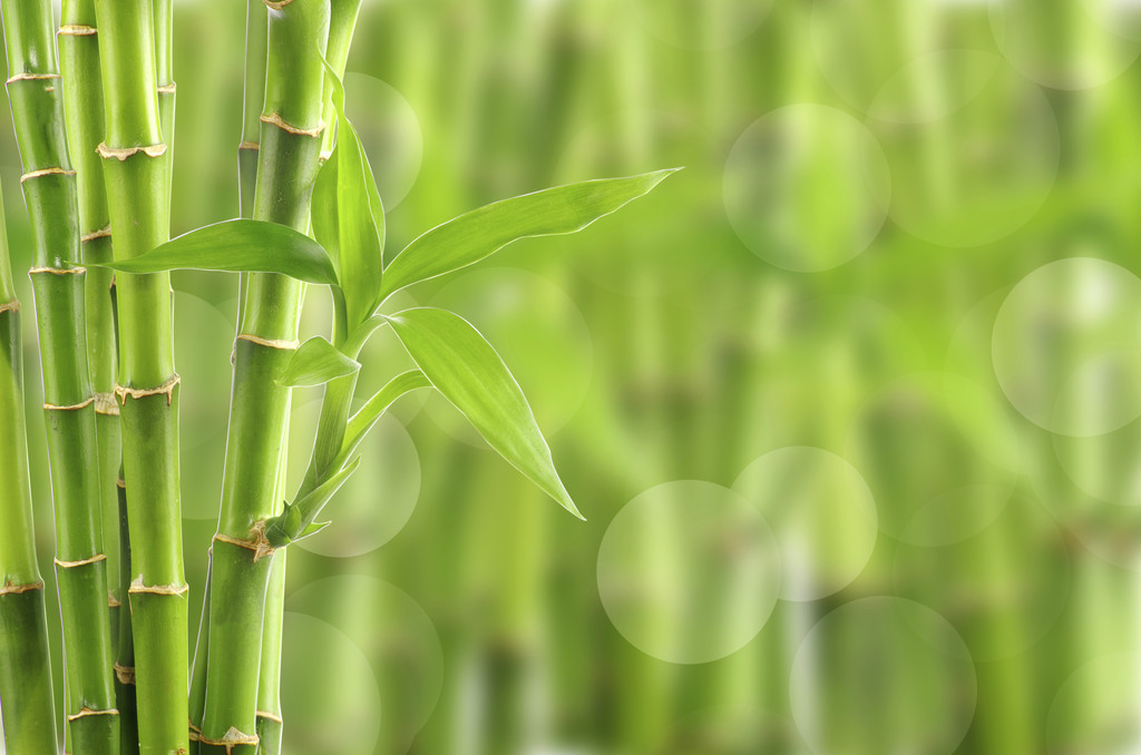 Bambus - Foto, Bild