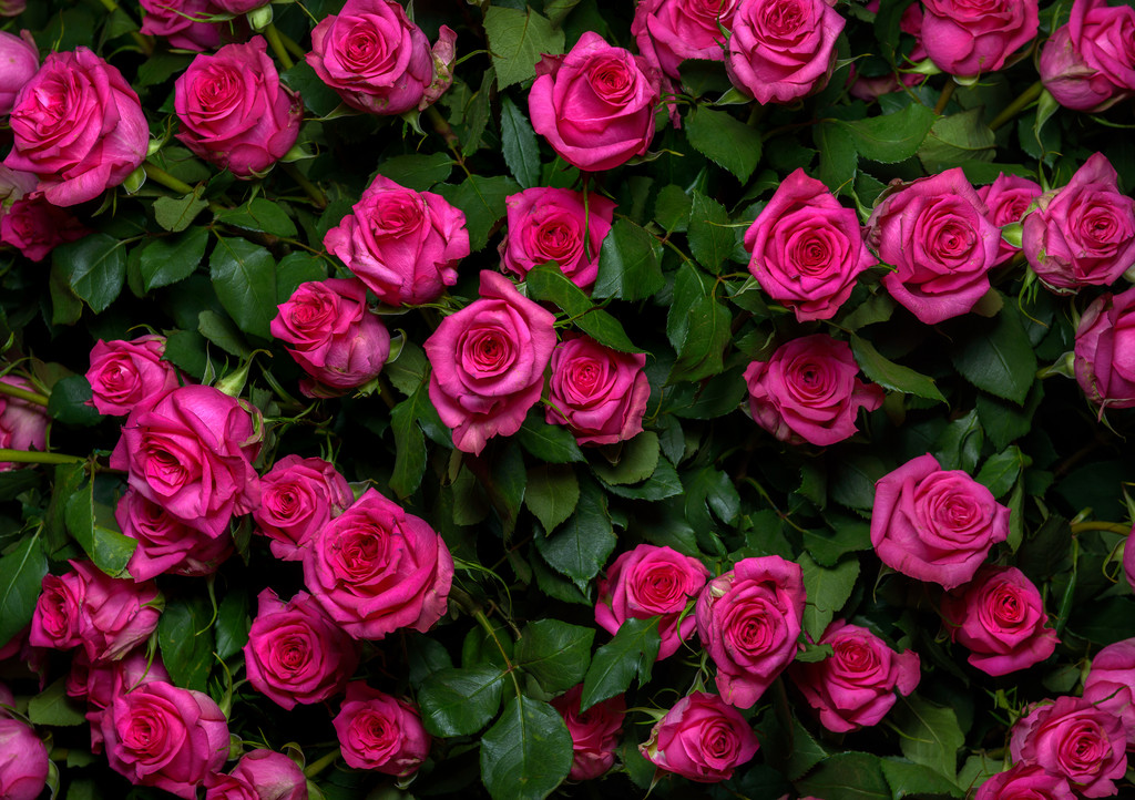 rosas rosadas 2
 - Foto, Imagen