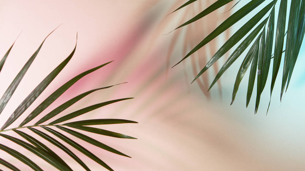 hojas de palma sobre fondo coloreado - Foto, Imagen