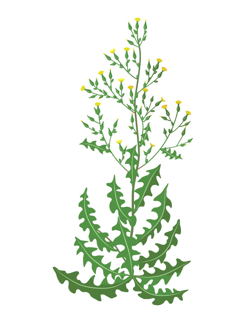 Lattuga selvatica isolata su fondo bianco. Pianta steppa con fiori gialli illustrazione vettoriale - Vettoriali, immagini