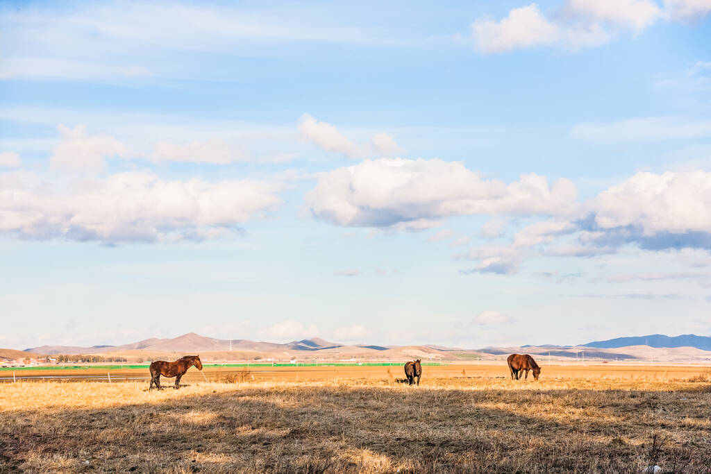 άλογα βόσκουν στη στέπα. άλογα στον αγρό στην ύπαιθρο - Φωτογραφία, εικόνα