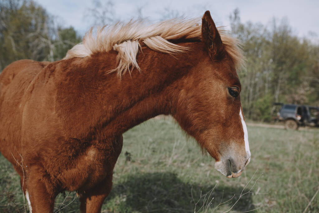 Manada de caballos en el campo naturaleza mamíferos paisaje animales - Foto, Imagen