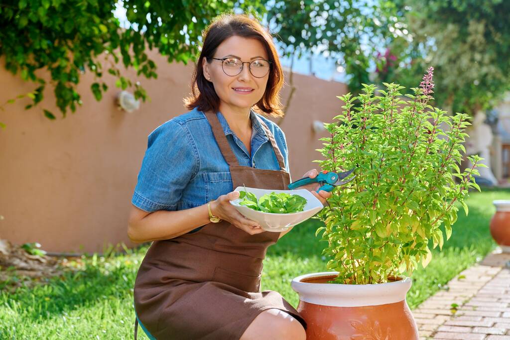 Femme cueillette des feuilles de basilic en pot, jardin à base de plantes épicées à la maison - Photo, image