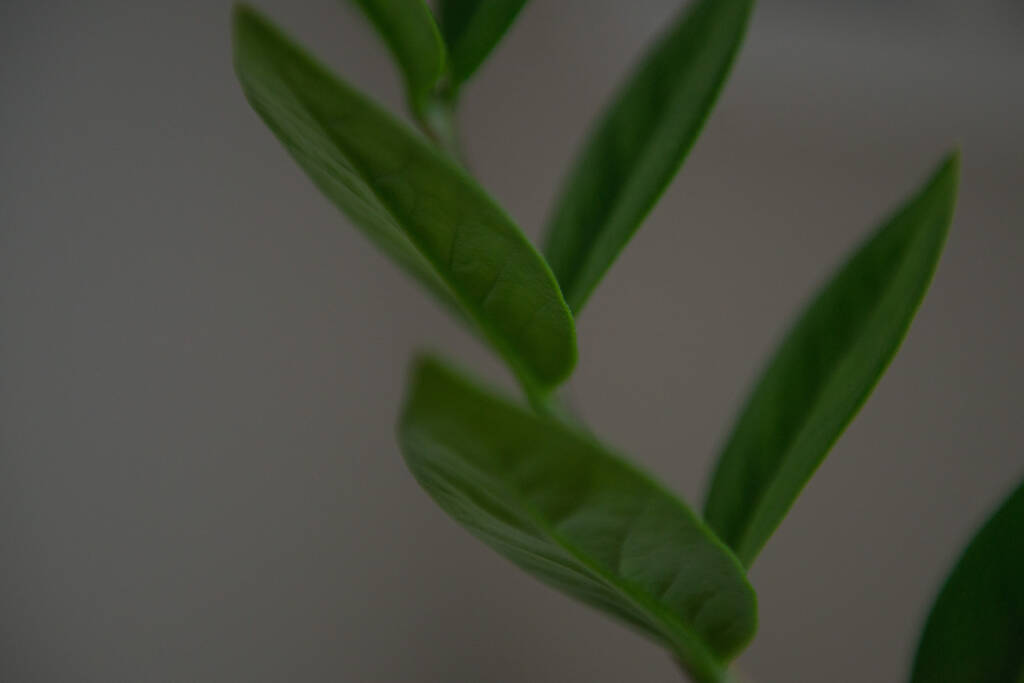 Zamknij liście roślin zamioculcas - Zdjęcie, obraz