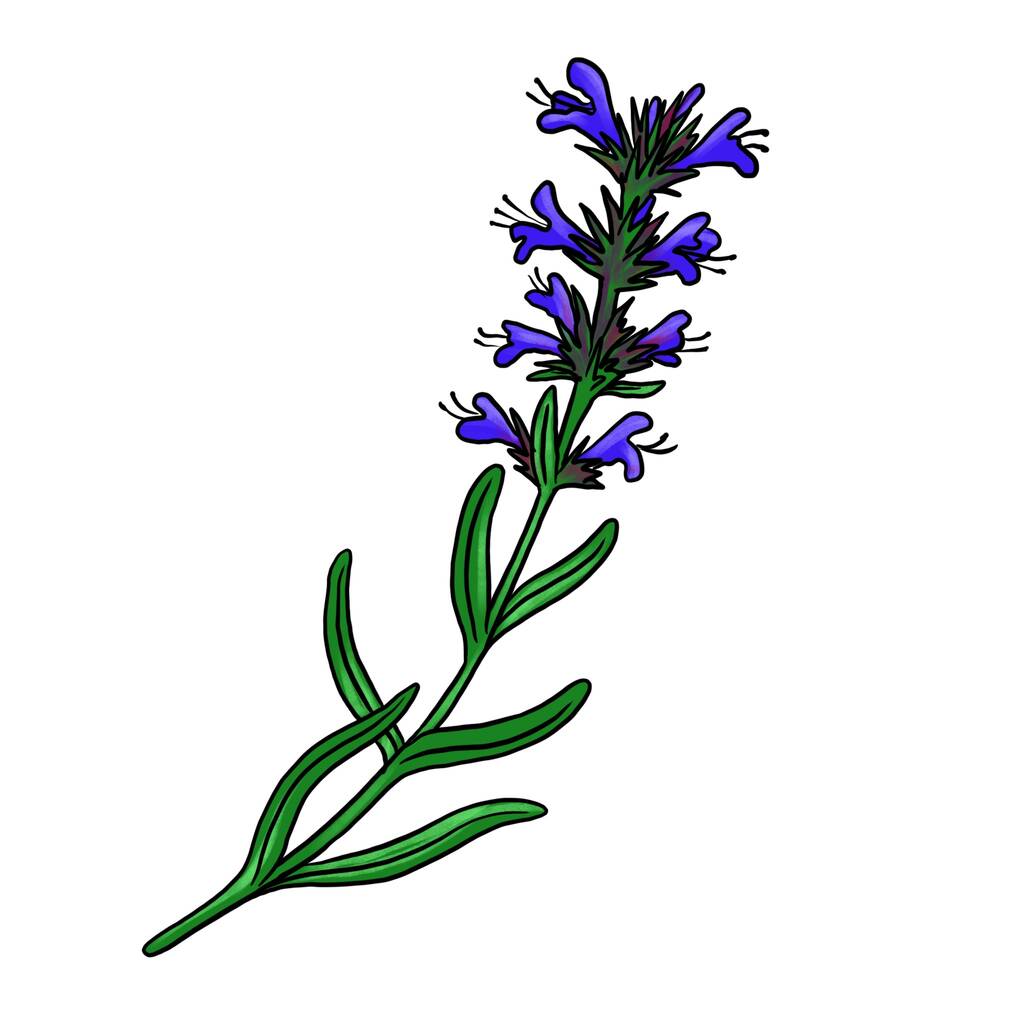 drawing plant of hyssop isolated at white background - Photo, Image