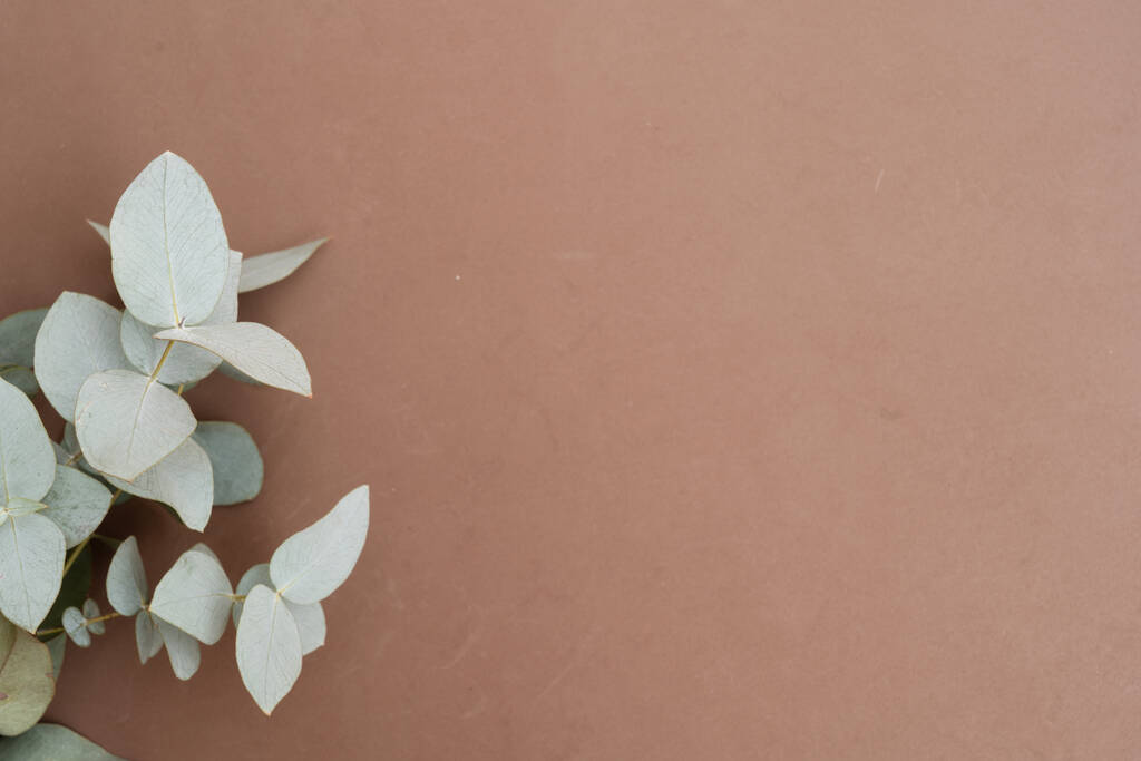 fleur d'amandier - Photo, image