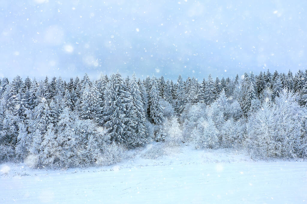 森の霜トップビュー背景抽象的なドローンビュー自然季節の冬のスプルース - 写真・画像