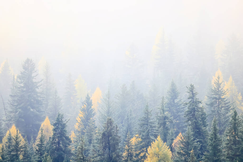 秋の霧の風景の森の山々、木々の景色霧 - 写真・画像