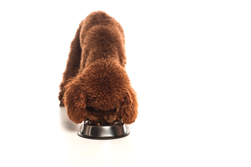 curly poodle eating pet food from metallic bowl on white - Valokuva, kuva