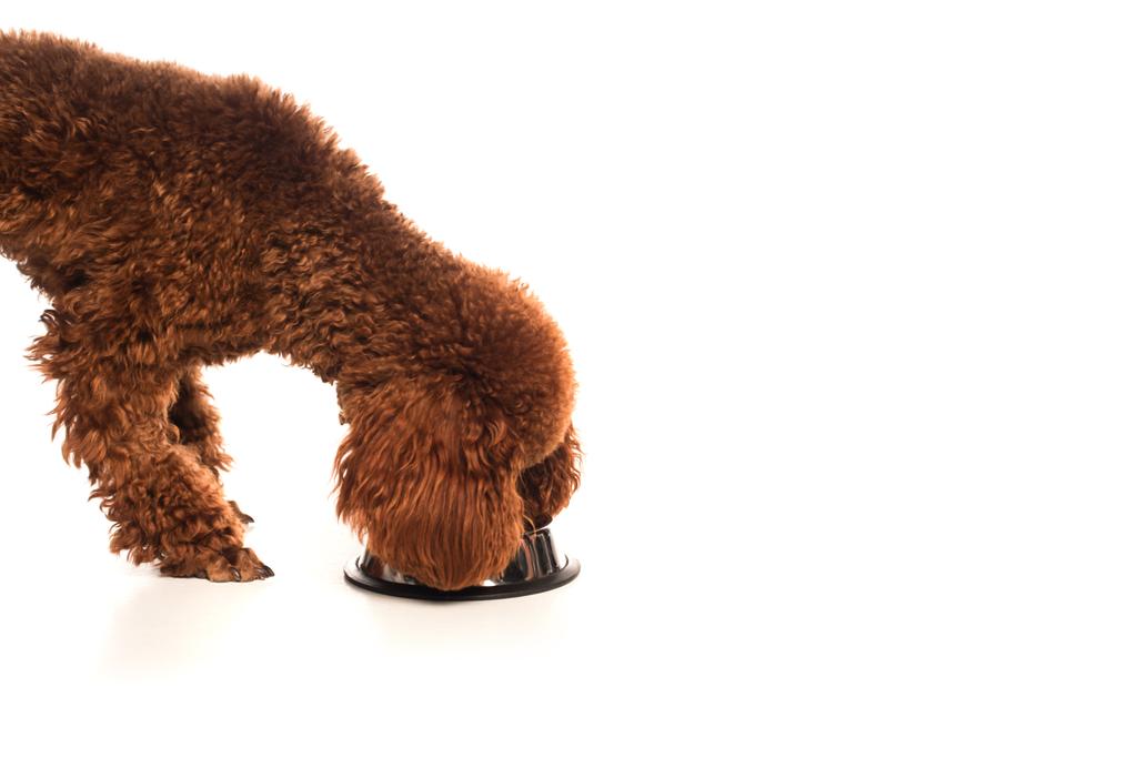 коричневий пудель їсть корм для домашніх тварин з металевої миски на білому
 - Фото, зображення