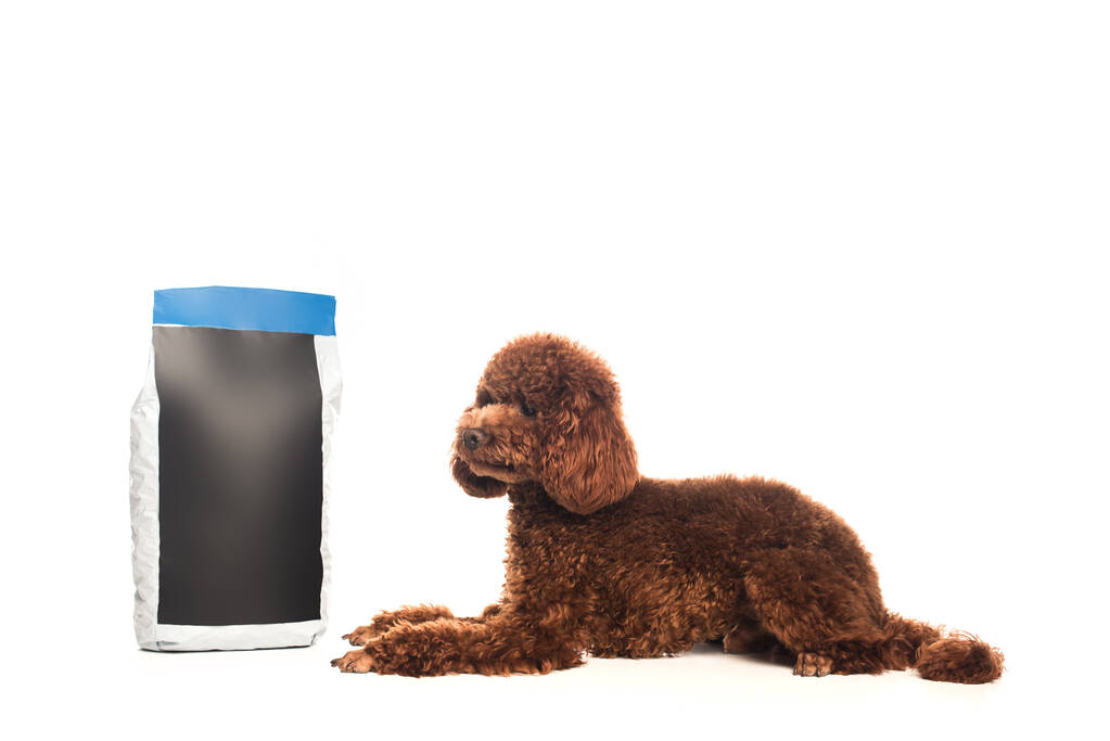 caniche marrón acostado cerca de paquete de alimentos para mascotas aislado en blanco - Foto, Imagen