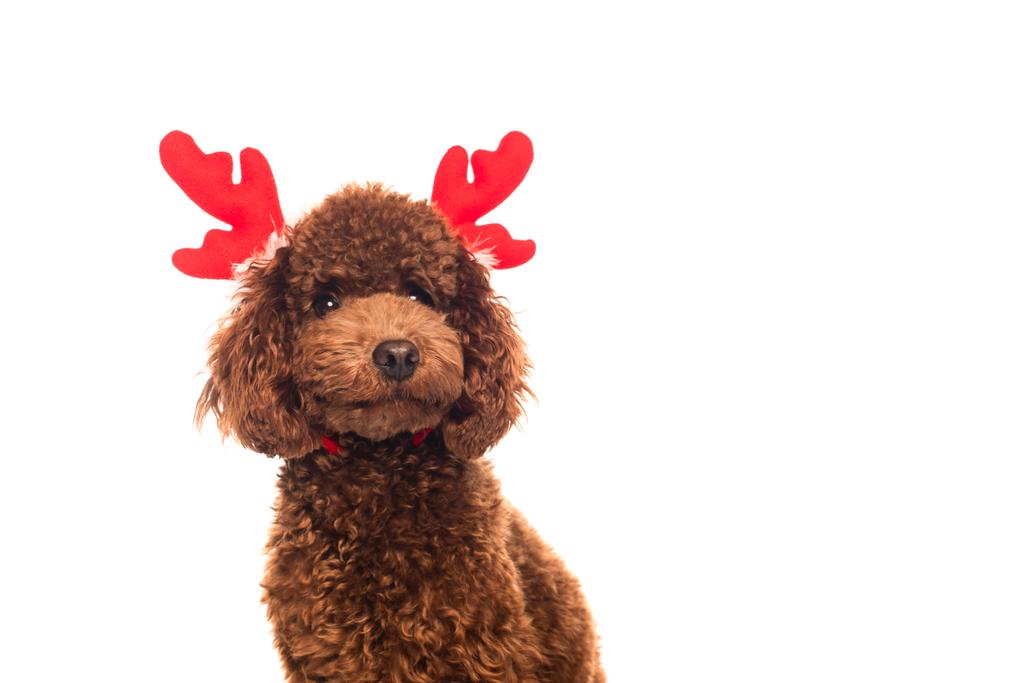 brown poodle in reindeer antlers headband isolated on white - Foto, immagini
